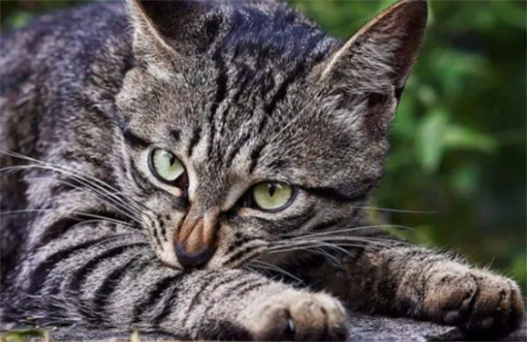 养猫劝你不要选择“狸花猫”,这6大缺点,让人崩溃 养猫劝你不要选择“狸花猫”,这6大缺点,让人崩溃