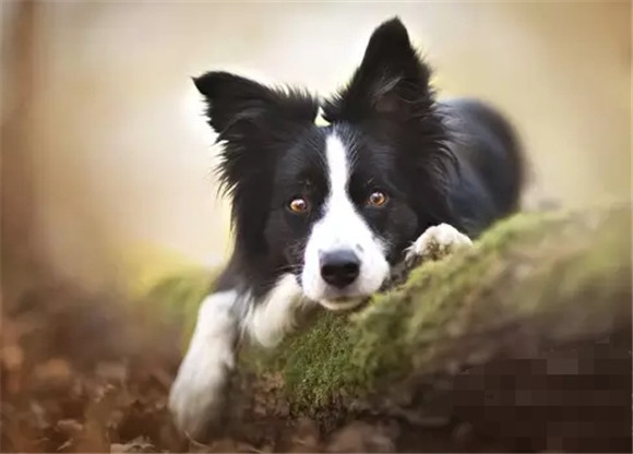 边牧专栏丨边境牧羊犬爱乱叫怎么办？