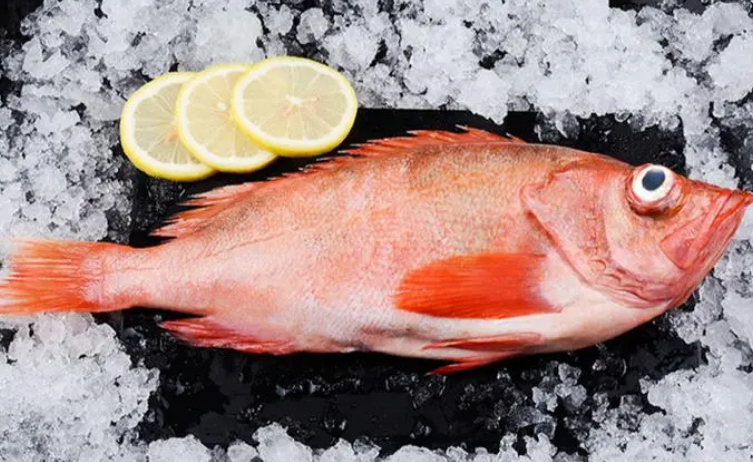 野生红石斑鱼多少钱一斤