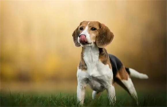 比格犬怎么看纯不纯?比格犬纯种鉴定大揭秘！