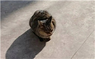 猫来家里赶走了好不好