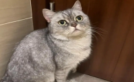 猫可以打吗