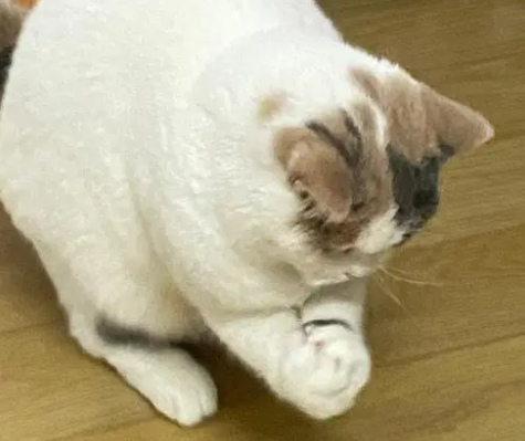 猫会抓蚊子吗