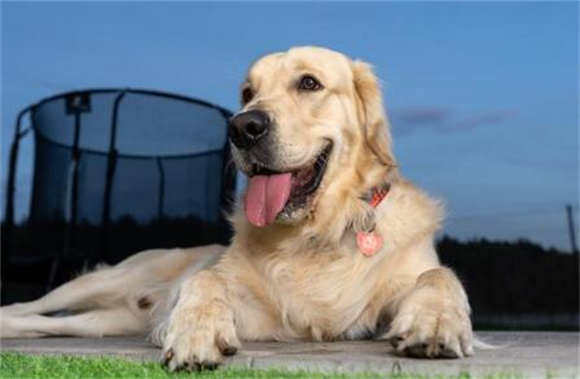 金毛犬的健康与护理：不容忽视的几点