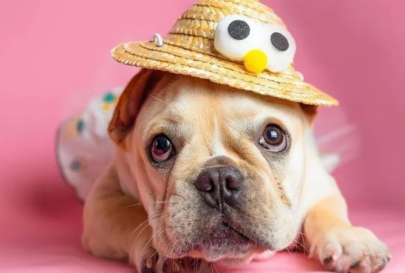 养“法斗犬”后特别累?了解它的优缺点 养“法斗犬”后特别累?了解它的优缺点