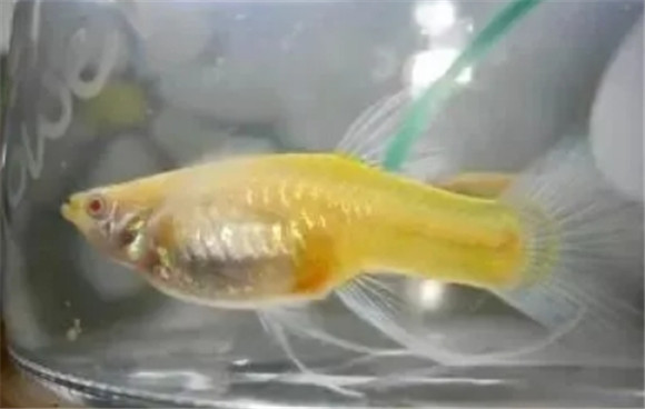 孔雀鱼鱼苗怎样吃得多,长得快! 孔雀鱼鱼苗怎样吃得多,长得快!