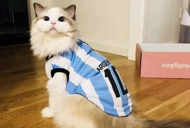 布偶猫拉稀大揭秘!这些原因你中招了吗? 布偶猫拉稀大揭秘!这些原因你中招了吗?