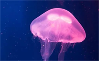 水母有多少种