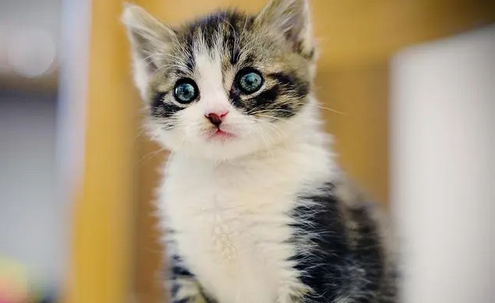 猫会说人话是什么原因