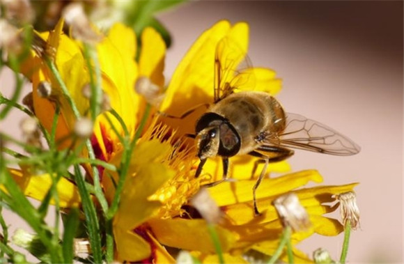 冬季如何养蜜蜂
