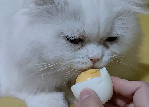 猫可以吃蛋白吗
