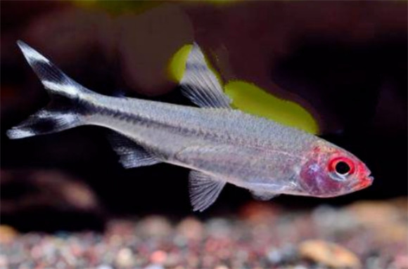 小型热带鱼怎么养?切记不能用这些水养!