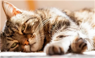 猫会热死吗