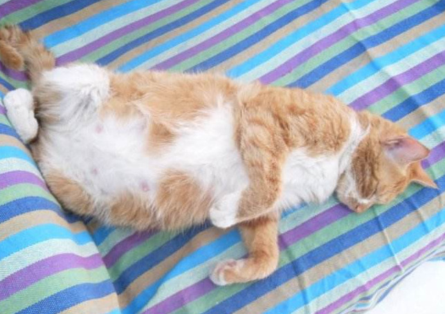 猫快生产的前几天有什么症状