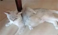 猫几个月断奶