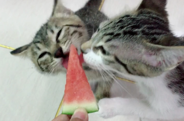 猫可以吃什么 猫可以吃什么