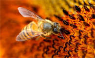 刺猬吃蜜蜂吗