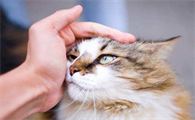 猫绝育后还会发情吗