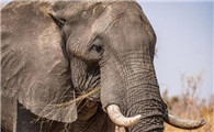 大象的耳朵像数字几