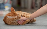 猫抱着你的手又咬又舔