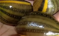 怎么逮蚂蝗