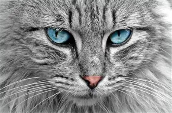 猫霸气的眼神图片