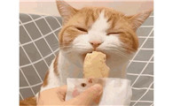 猫可以吃面包吗