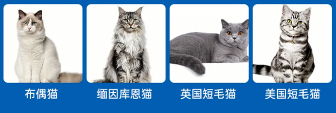 10000只猫中有多少存在心律失常？