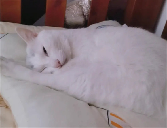猫把垫子拱起来钻里面干嘛