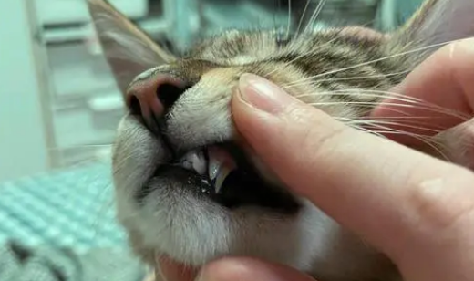 猫几个月换牙