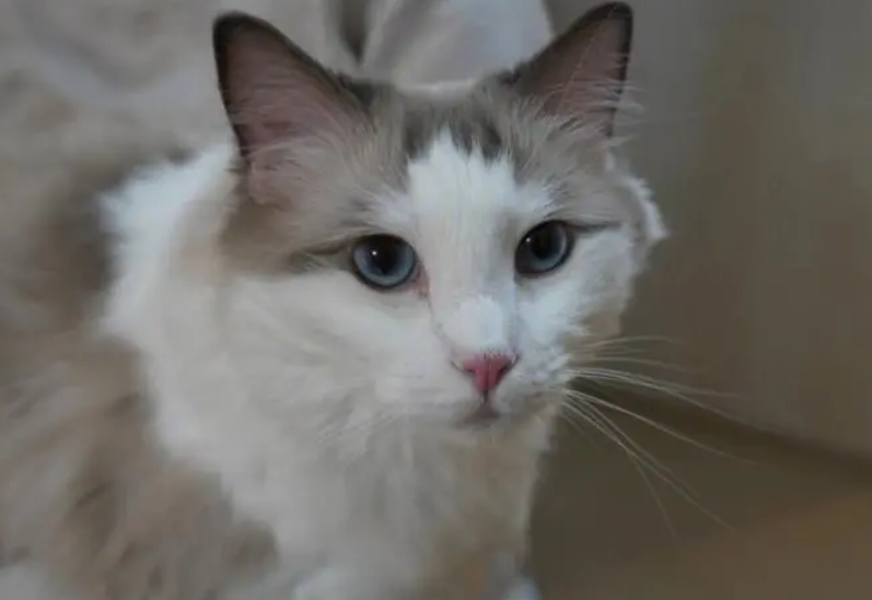 猫经常把衣服叼到地上还叫