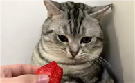 猫可以吃草莓吗