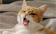 猫嗷呜嗷呜嚎是想干嘛