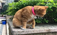猫离家出走能回来吗