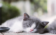 猫会来姨妈吗