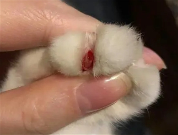 猫剪指甲出血了怎么办