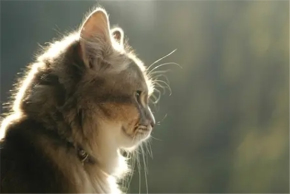 猫课堂笔记 猫课堂笔记