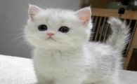 猫可以吃糖吗