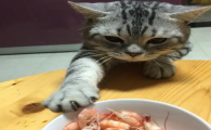 猫可以吃虾头吗