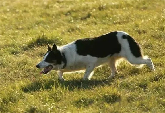 训练边境牧羊犬捡东西