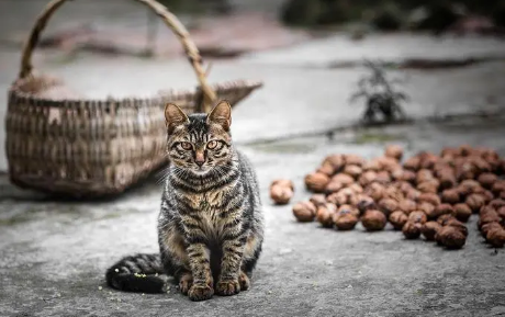 猫可以吃核桃吗