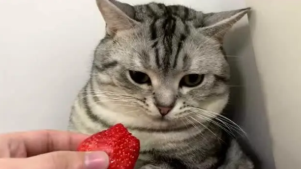 猫可以吃草莓吗 猫可以吃草莓吗