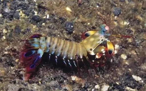雀尾螳螂虾vs枪虾