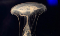 世界上最丑的水母