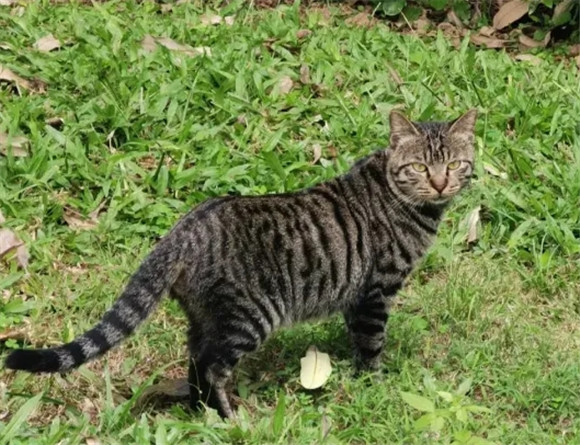 给想养猫的人,几个建议 给想养猫的人,几个建议
