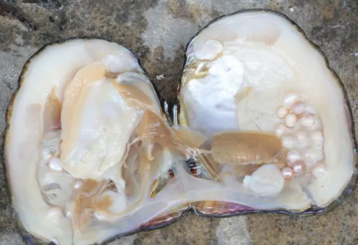 珍珠蚌淡水还是海水