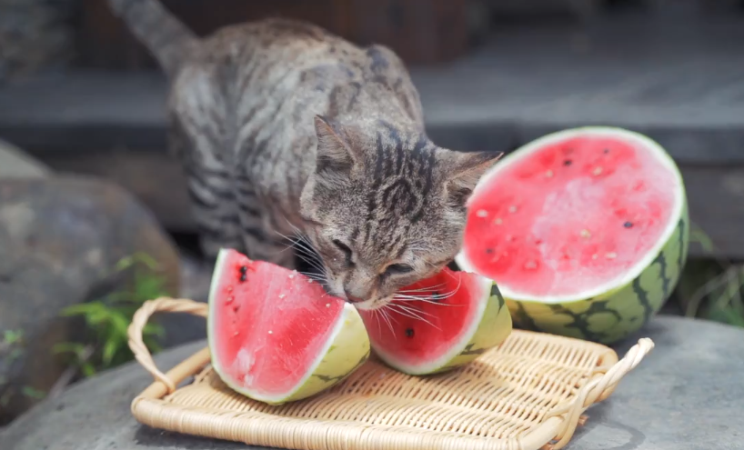 猫可以吃西瓜吗
