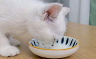 猫可以喝牛奶吗