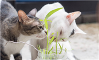猫把蒿学名叫什么
