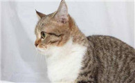 猫几岁可以生育